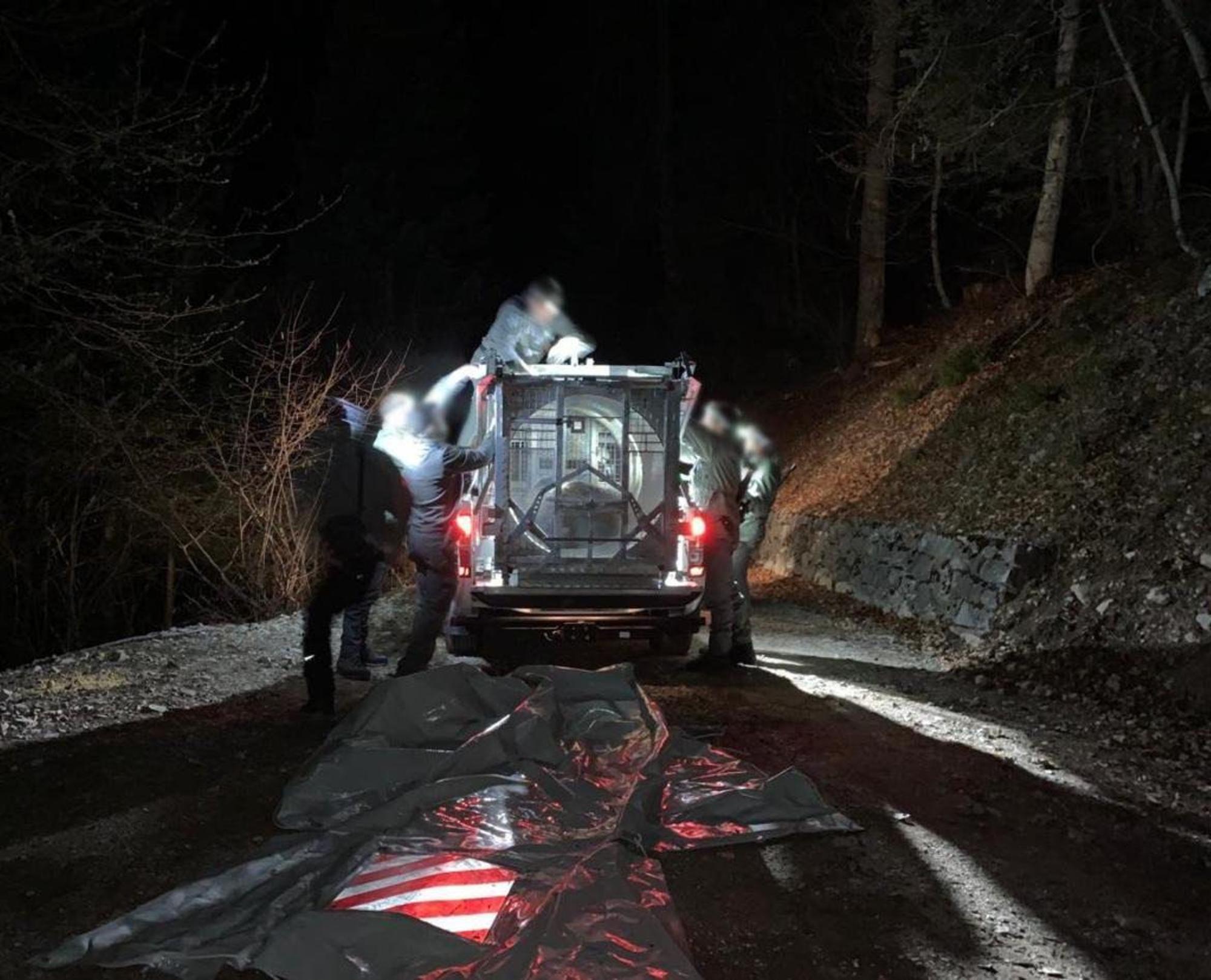 Mitarbeiter des Trentiner Forstkorps bereiten den Transport der Bärin JJ4, die in der Nacht mithilfe einer großen Rohrfalle gefasst wurde, in ein Wildreservat vor.