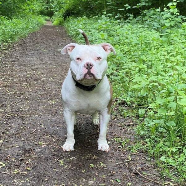 Bulldogge Bonez.