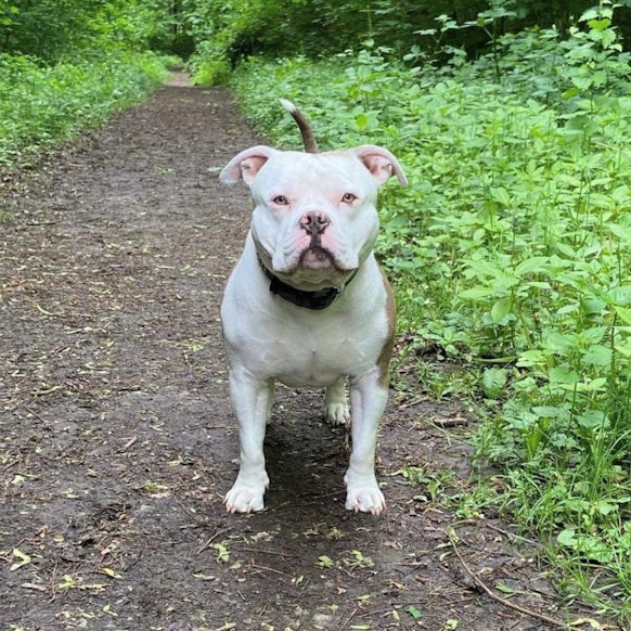 Bulldogge Bonez.