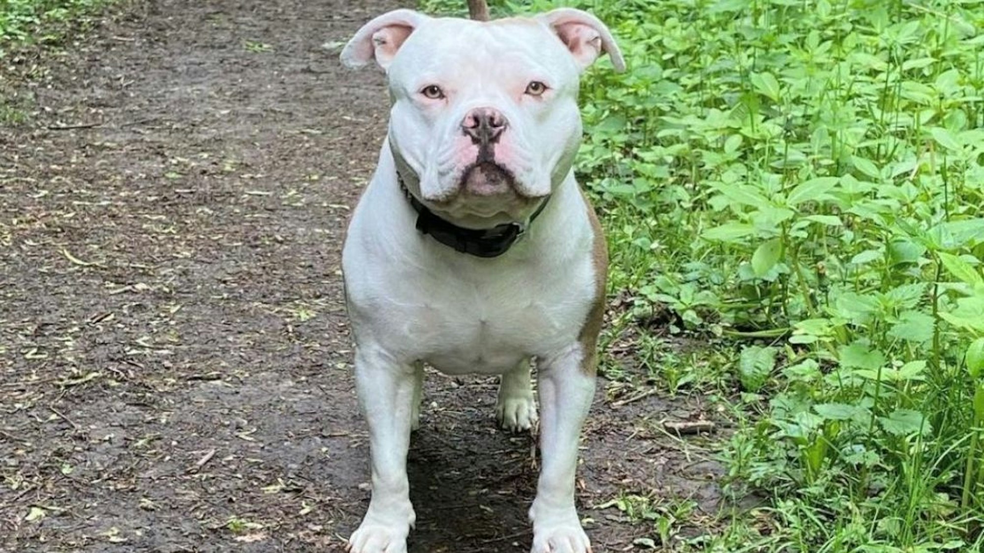 Bulldogge Bonez.