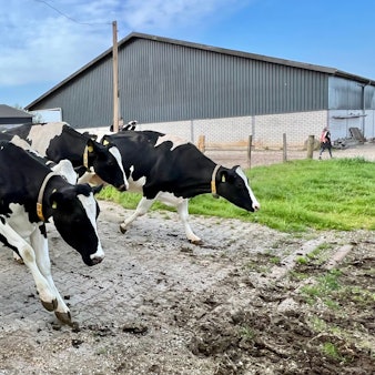 Weideaustrieb Imbacher Hof - Kühe springen über den Weg