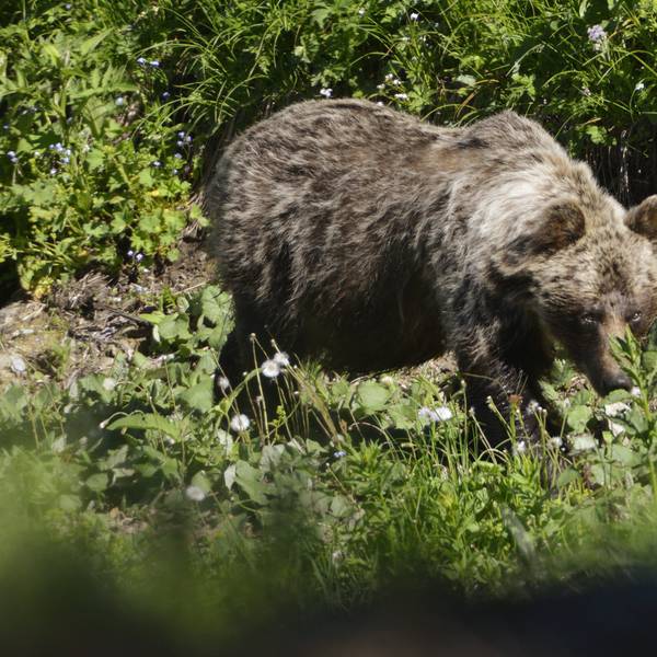 Ein Braunbär ist in einem Wald unterwegs.