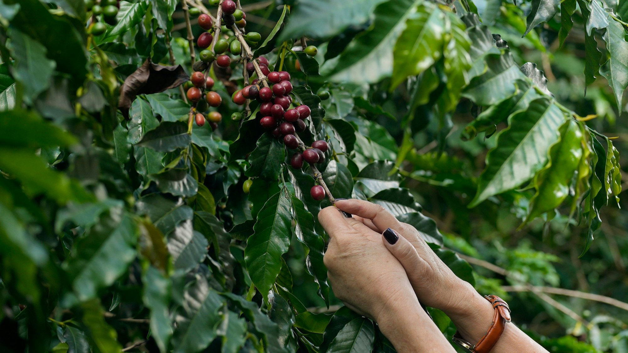Kaffeebeeren werden auf einer Plantage geerntet.