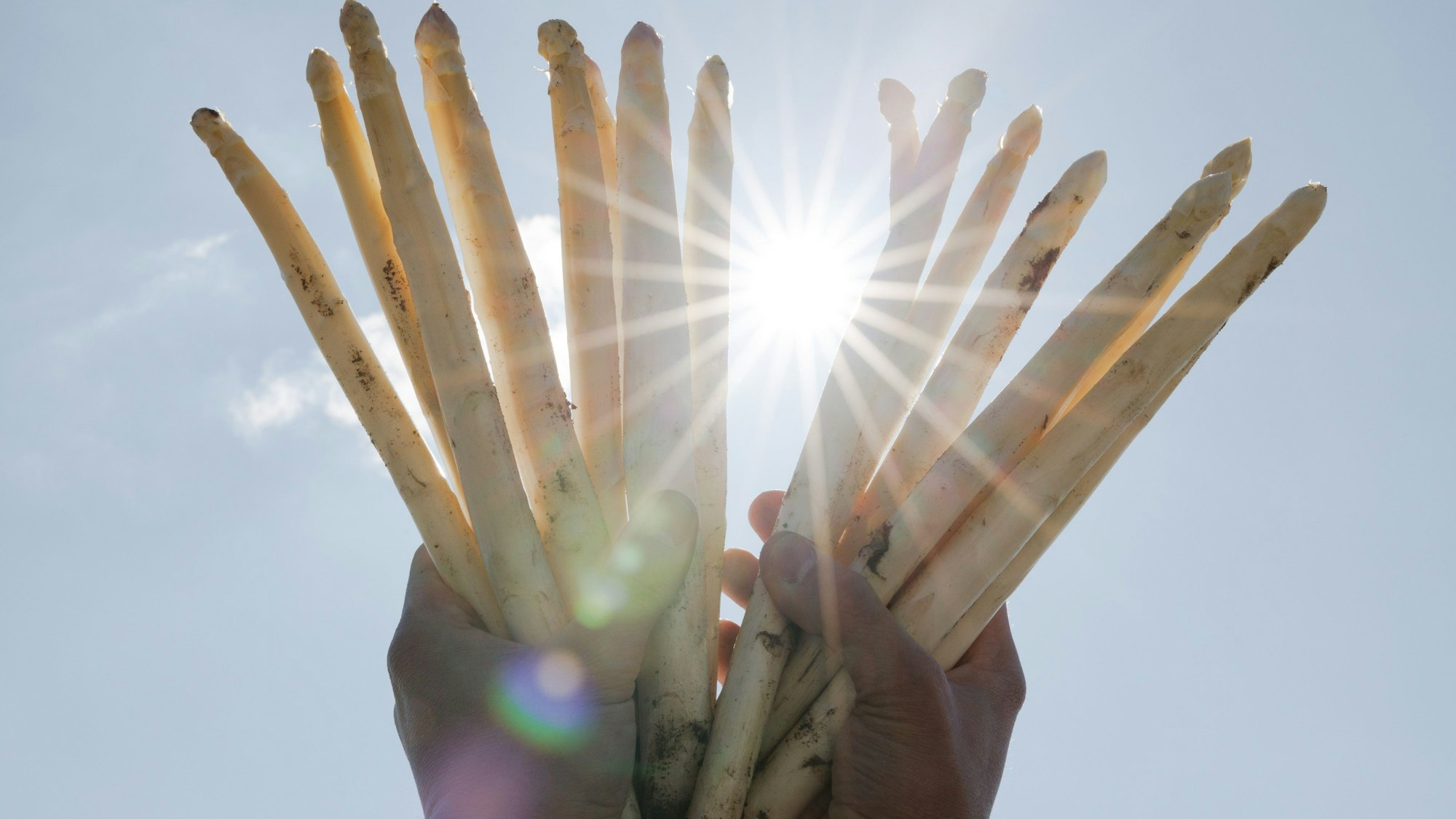 Endlich wieder Spargel!