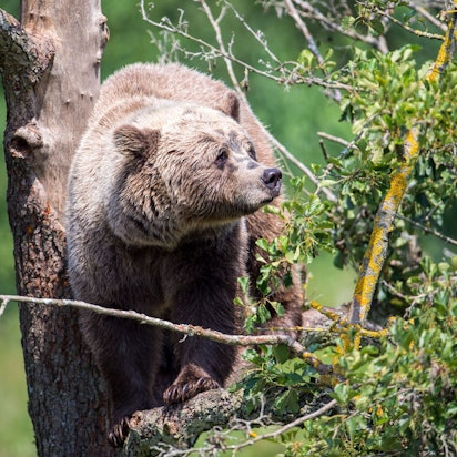 Ein Braunbär klettert im Gehege im Wildpark Poing auf einem Baum. (Symbolbild)