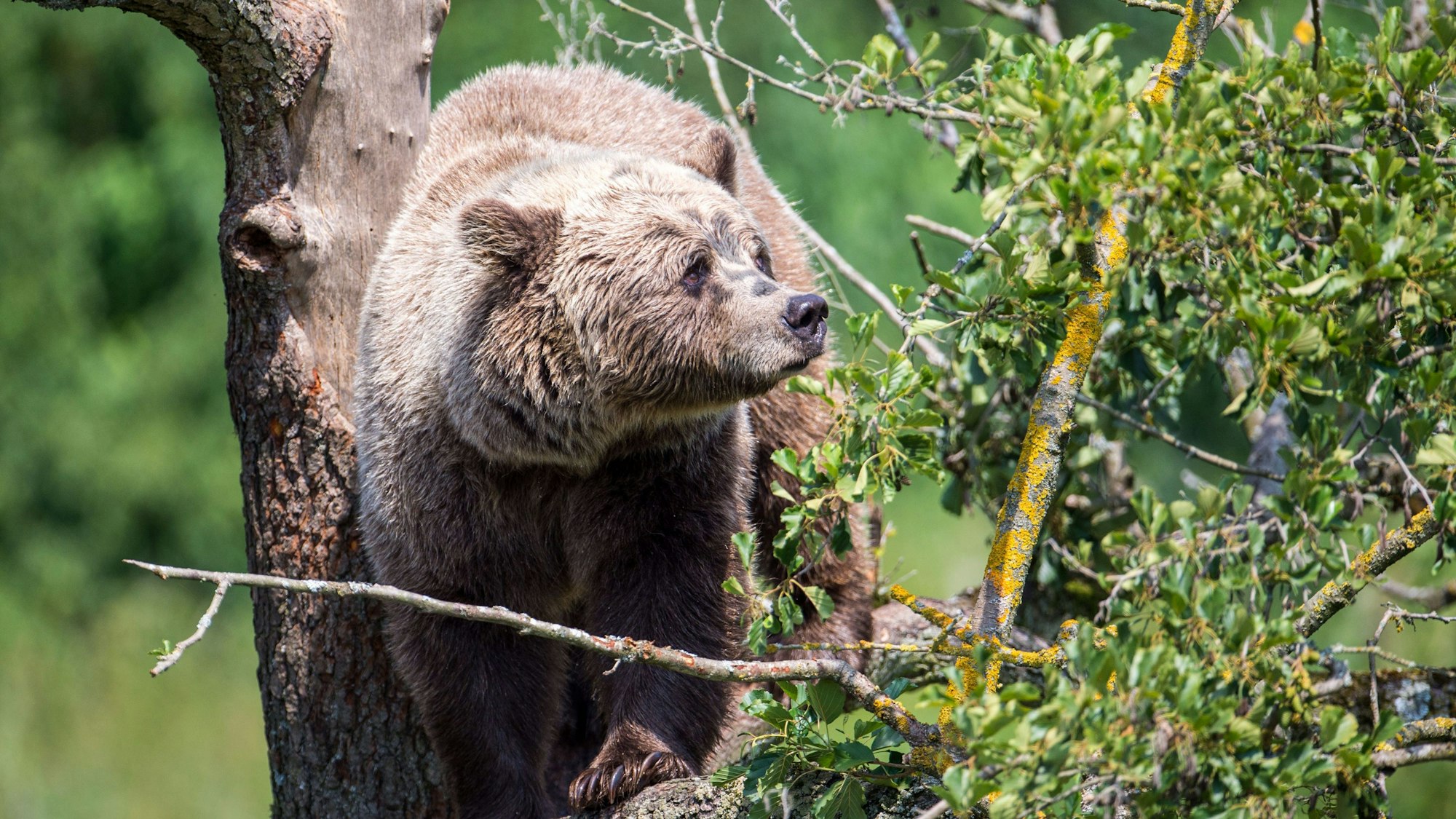 Ein Braunbär klettert im Gehege im Wildpark Poing auf einem Baum. (Symbolbild)