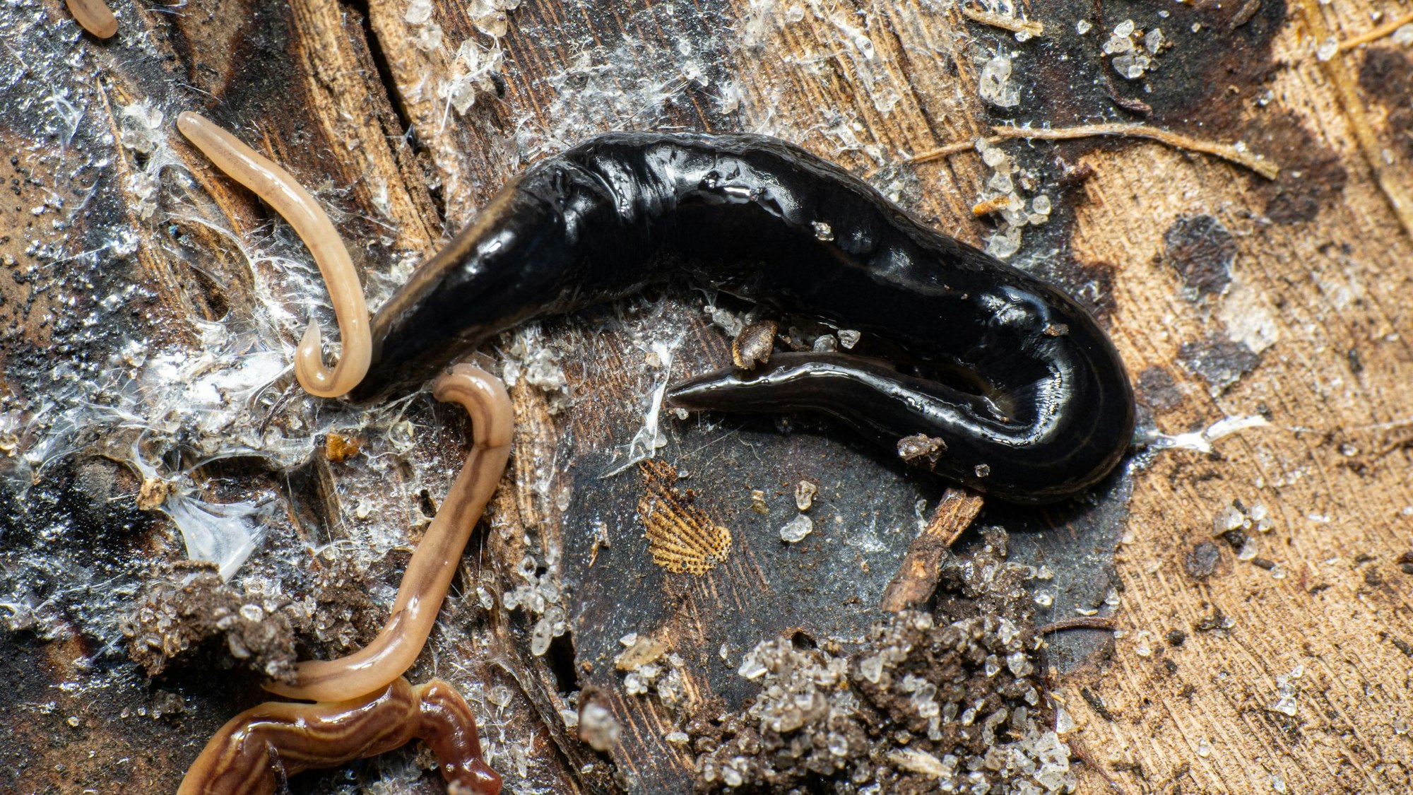 Ein Plattwurm, fotografiert in seinem natürlichen Lebensraum.