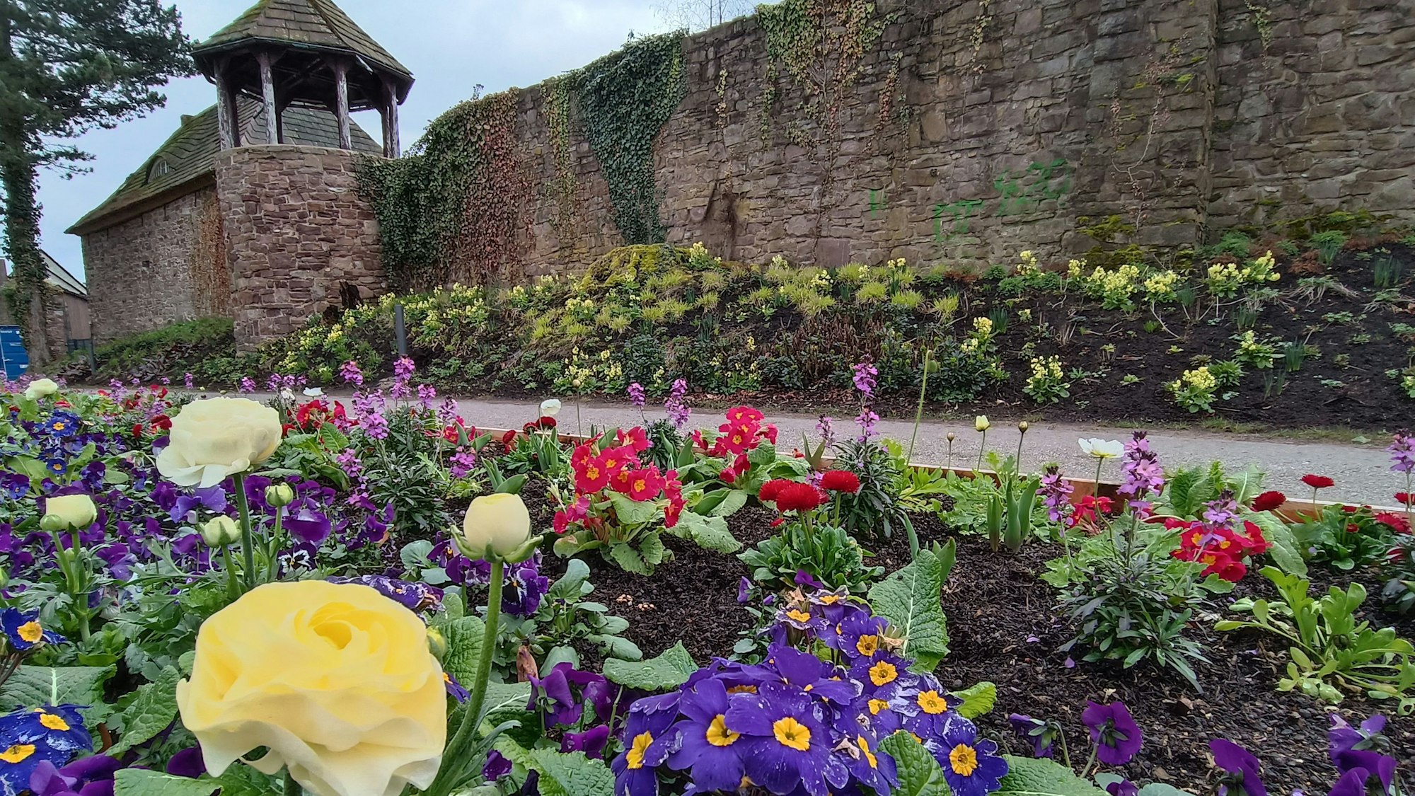 80.000 Frühjahrsblüher wie Ranunkeln machen auf dem Landesgartenschau-Gelände in Höxter Lust auf Frühling.