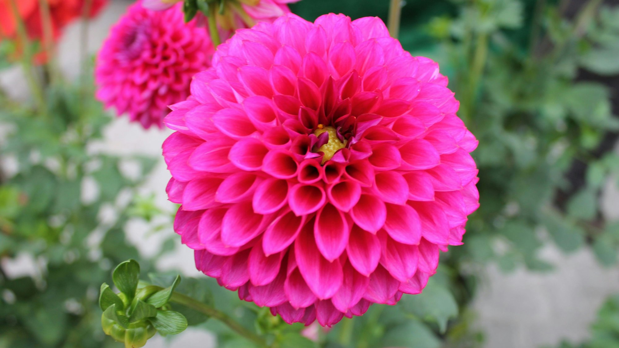 Dahlien in der Blumenhalle der Landesgartenschau Höxter.