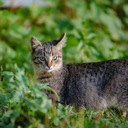 Eine verwilderte Hauskatze in der Natur. In Neuseeland sollten Kinder unter 14 Jahren verwilderte Katzen in einem Wettbewerb töten. (Archivbild)