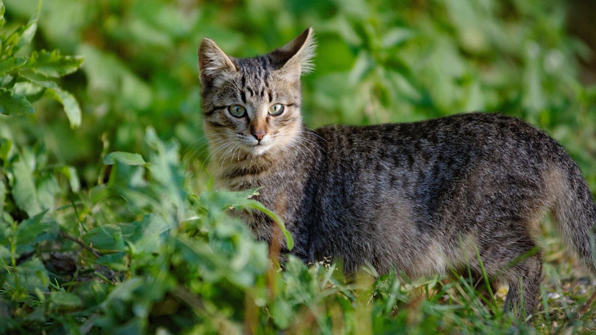Eine verwilderte Hauskatze in der Natur. In Neuseeland sollten Kinder unter 14 Jahren verwilderte Katzen in einem Wettbewerb töten. (Archivbild)