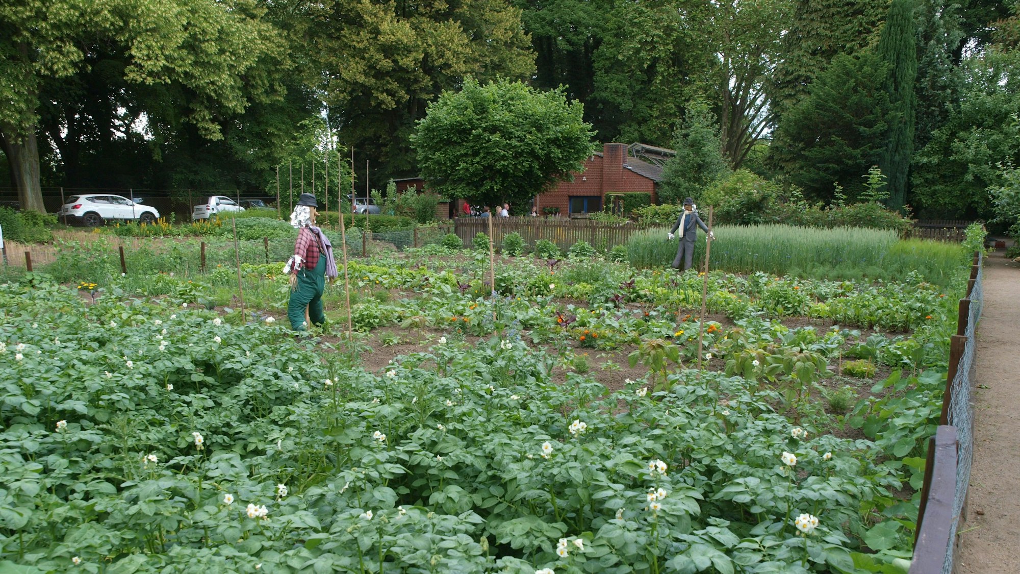 Ein Gemüsebeet mit Bäumen im Hintergrund.