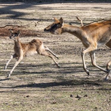 Zwei Weißnacken-Moorantilopen hüpfen freudig durchs Gehege.