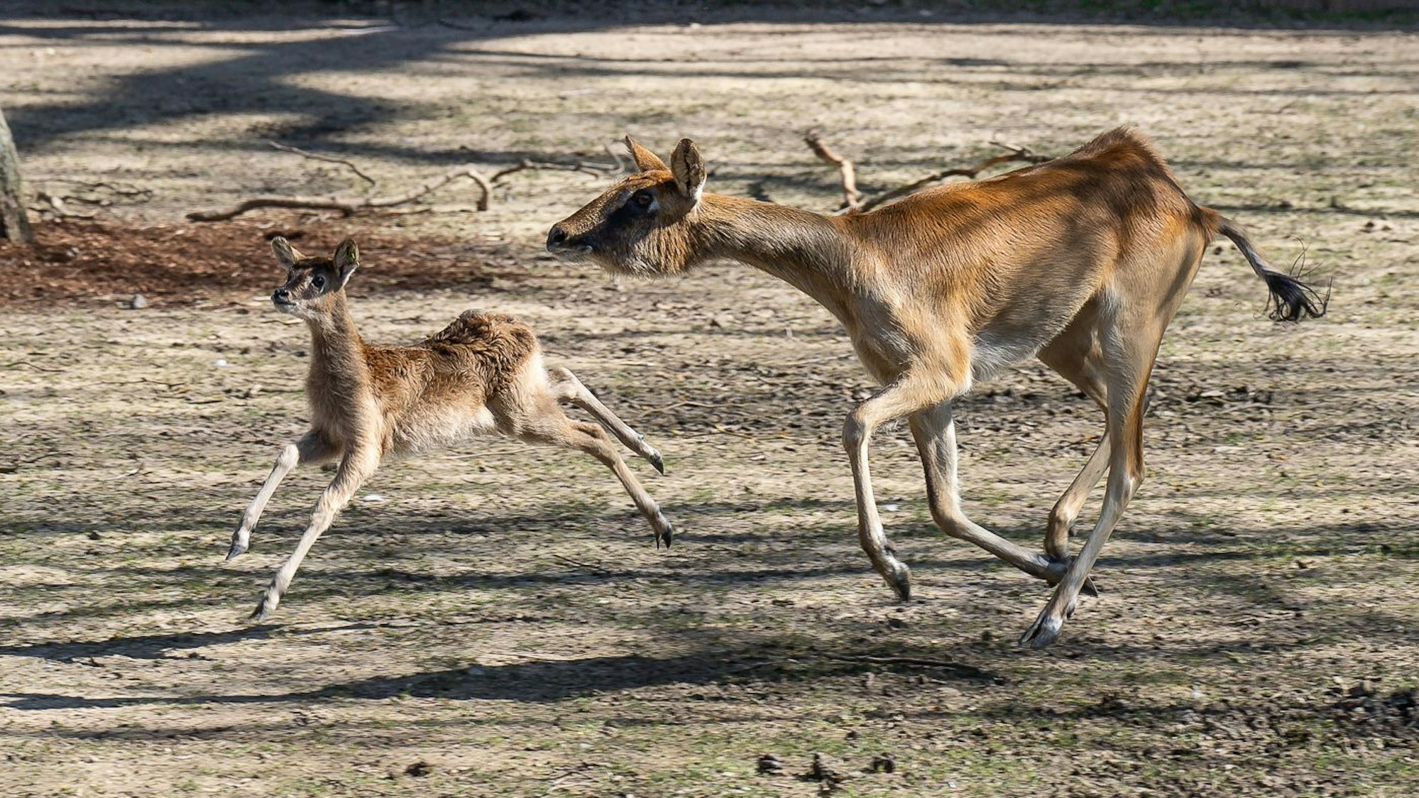 Zwei Weißnacken-Moorantilopen hüpfen freudig durchs Gehege.
