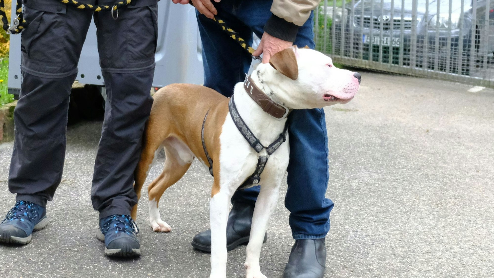 Ein Hund an der Leine