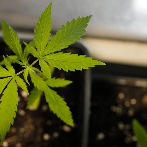Cannabis-Blätter einer jungen Pflanze von oben.
