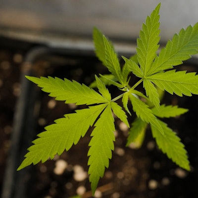 Cannabis-Blätter einer jungen Pflanze von oben.