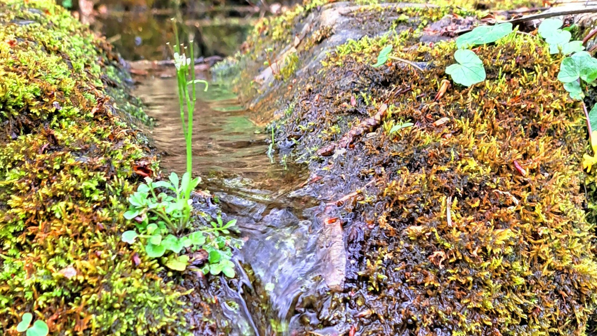 Wasser einer Quelle fließt zwischen moosbewachsenem Stein hindurch.