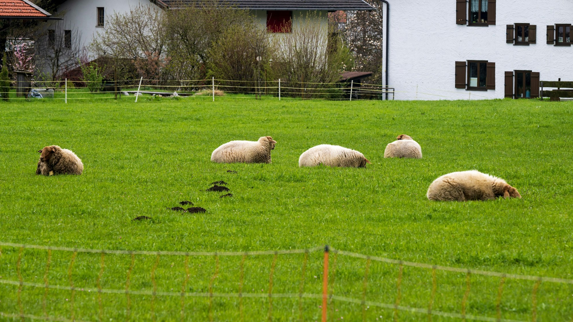 Schafe liegen hinter einem Zaun auf einer Weide in Oberaudorf im Landkreis Rosenheim. In der Umgebung wurden zuvor zwei Schafe von einem Bären gerissen und ein drittes verletzt, das daraufhin getötet werden musste.