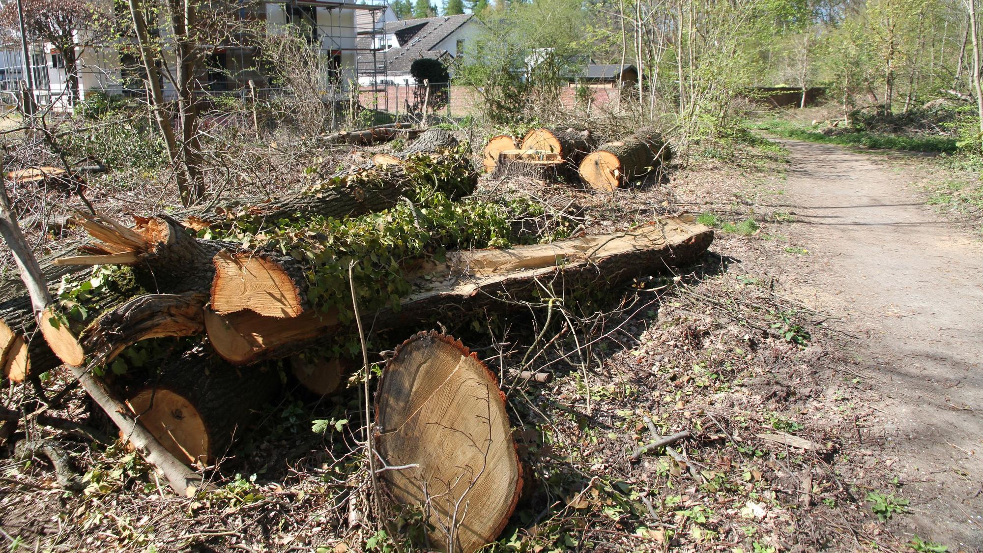 Baumstämme liegen gestapein einem Waldstück an der Carl-Schurz-Straße/Am Heckershof.