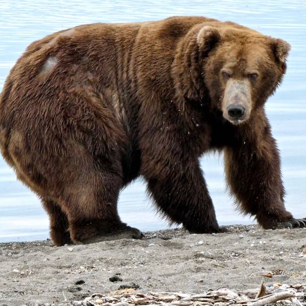Eine Braunbärin aus Alaska