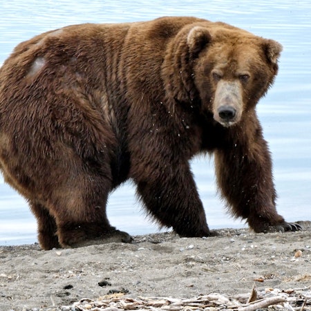 Eine Braunbärin aus Alaska