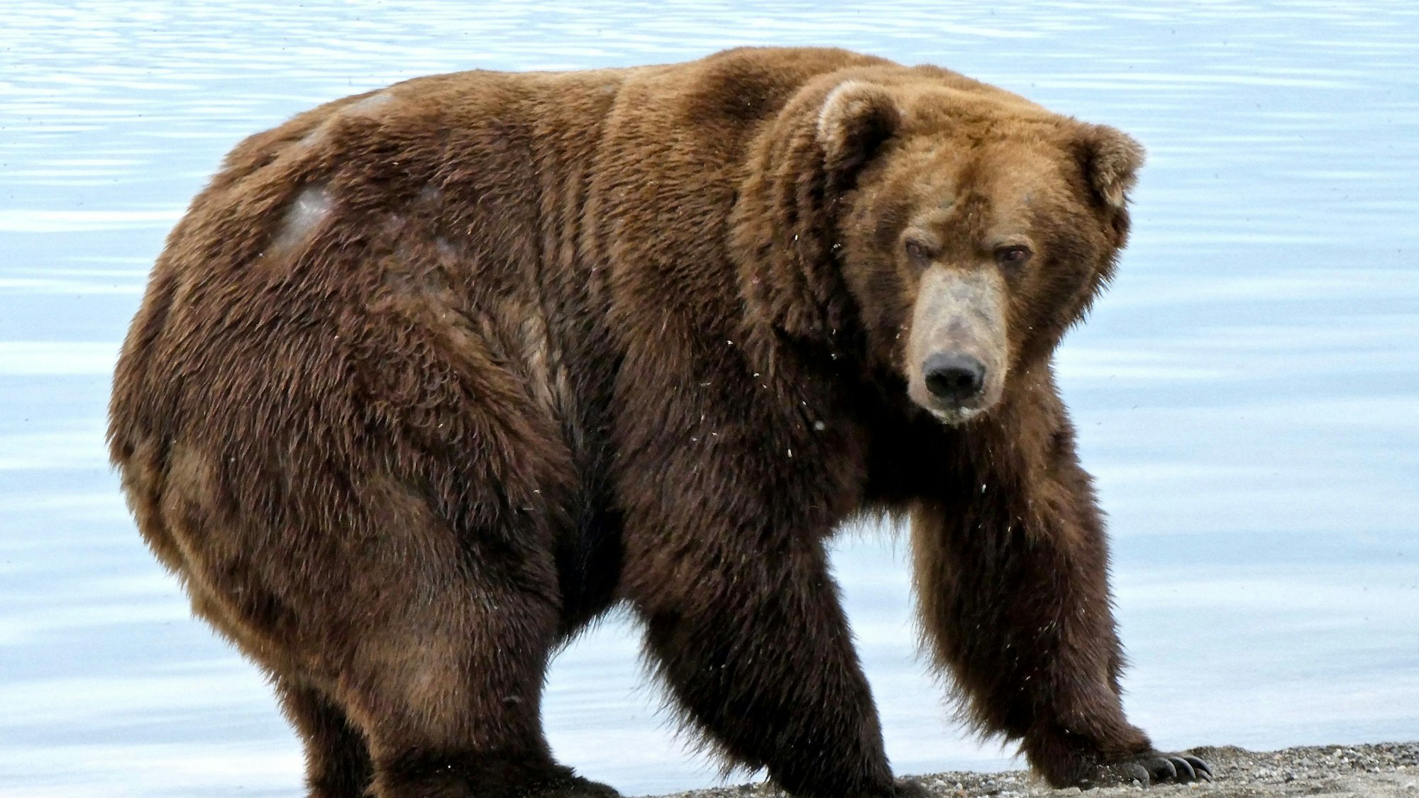 Eine Braunbärin aus Alaska