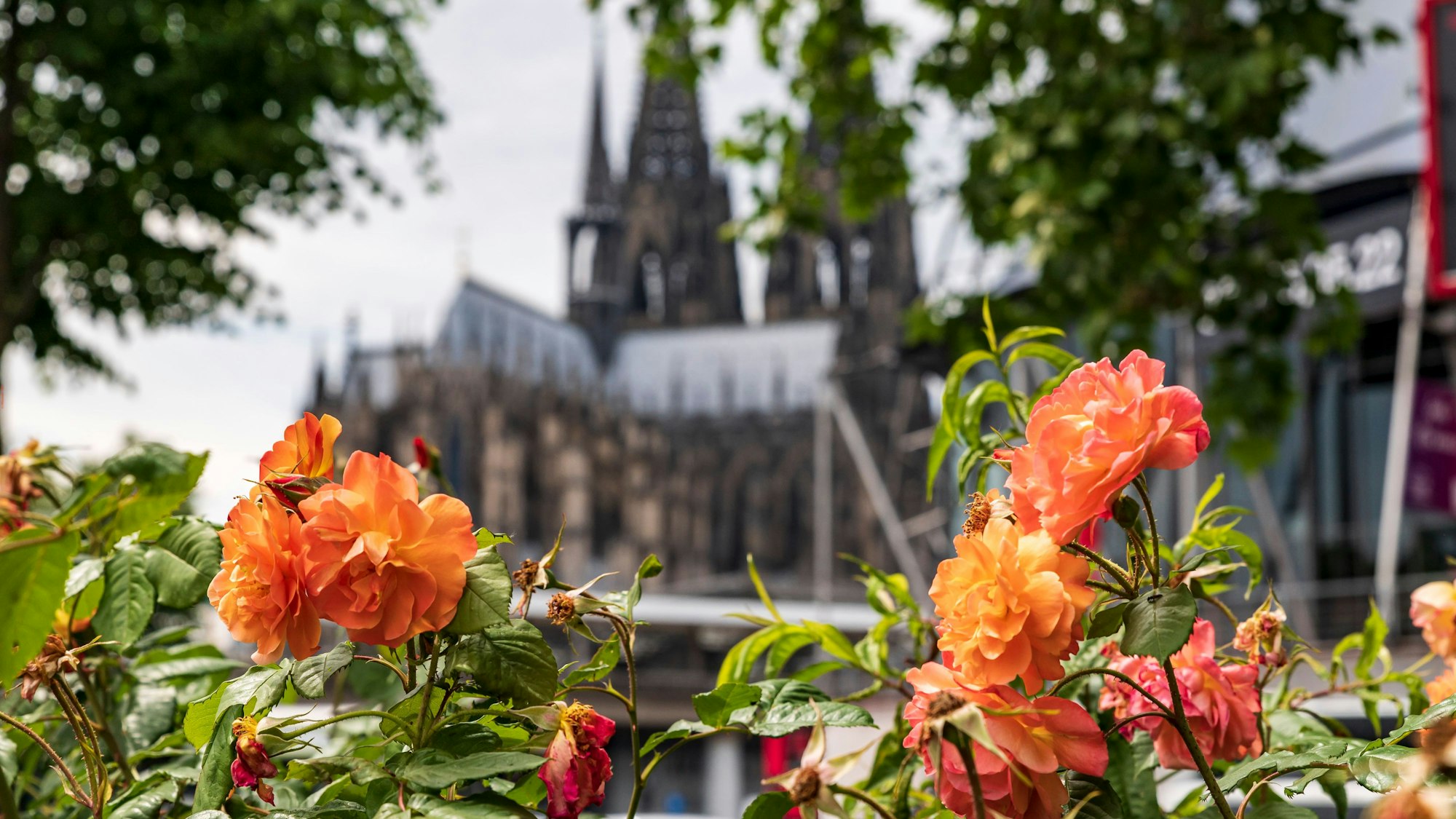 Auf dem Bild sind Blüten an der Rheinuferstraße und im Hintergrund der Kölner Dom zu sehen.