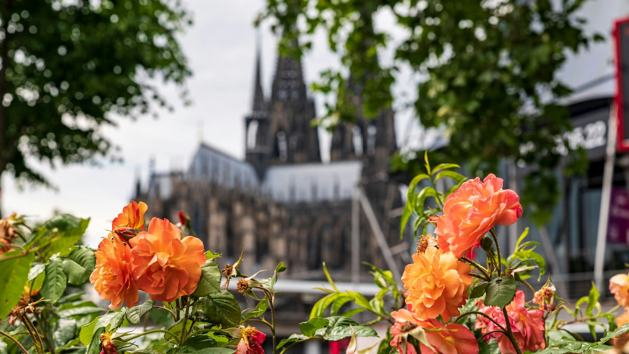 Blumen, im Hintergrund der Kölner Dom