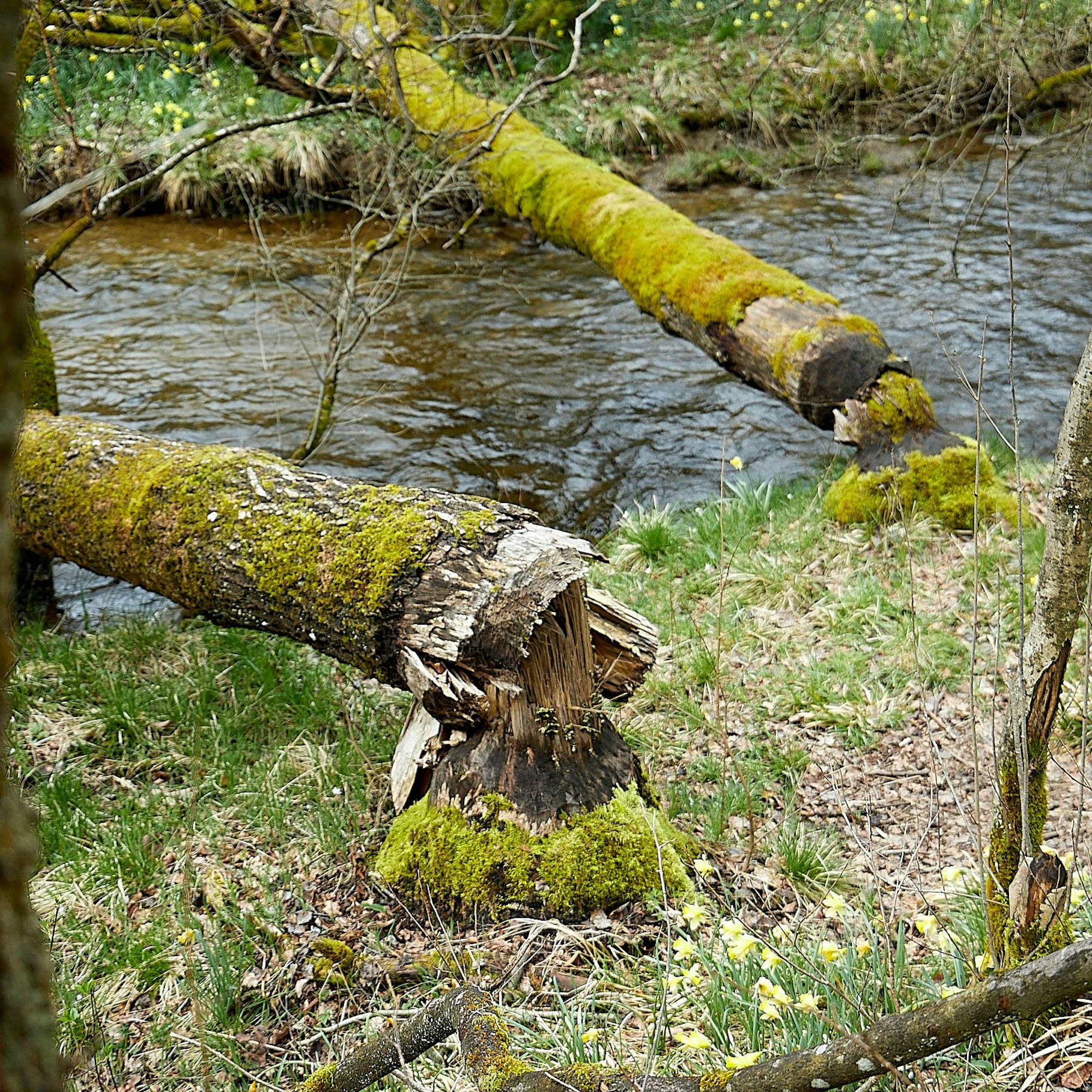 Biber haben zwei Bäume gefällt, die in einem Bachlauf liegen. Am Ufer sind Narzissen zu sehen.