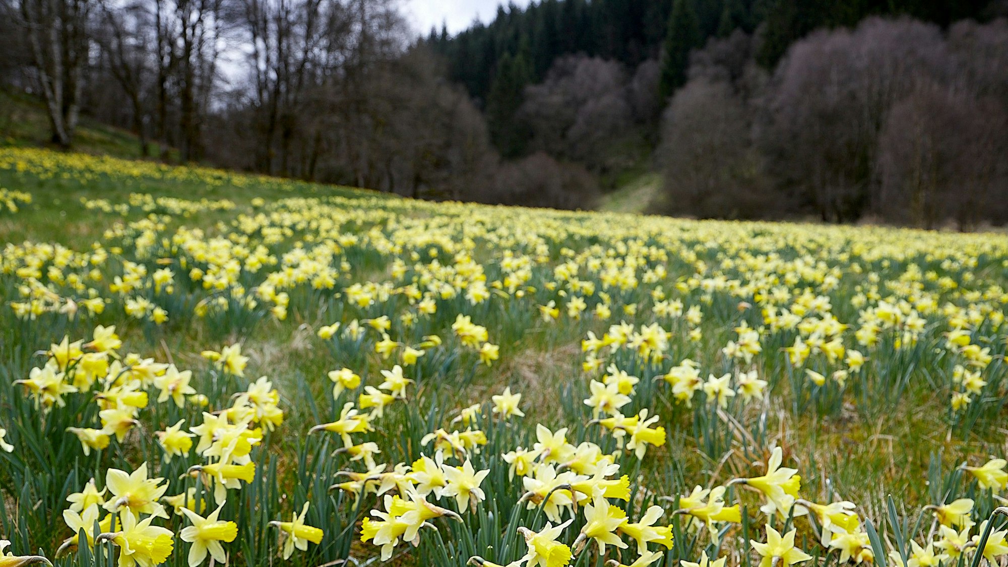 Diese Narzissenwiese befindet sich am Rand des Truppenübungsplatzes Elsenborn.