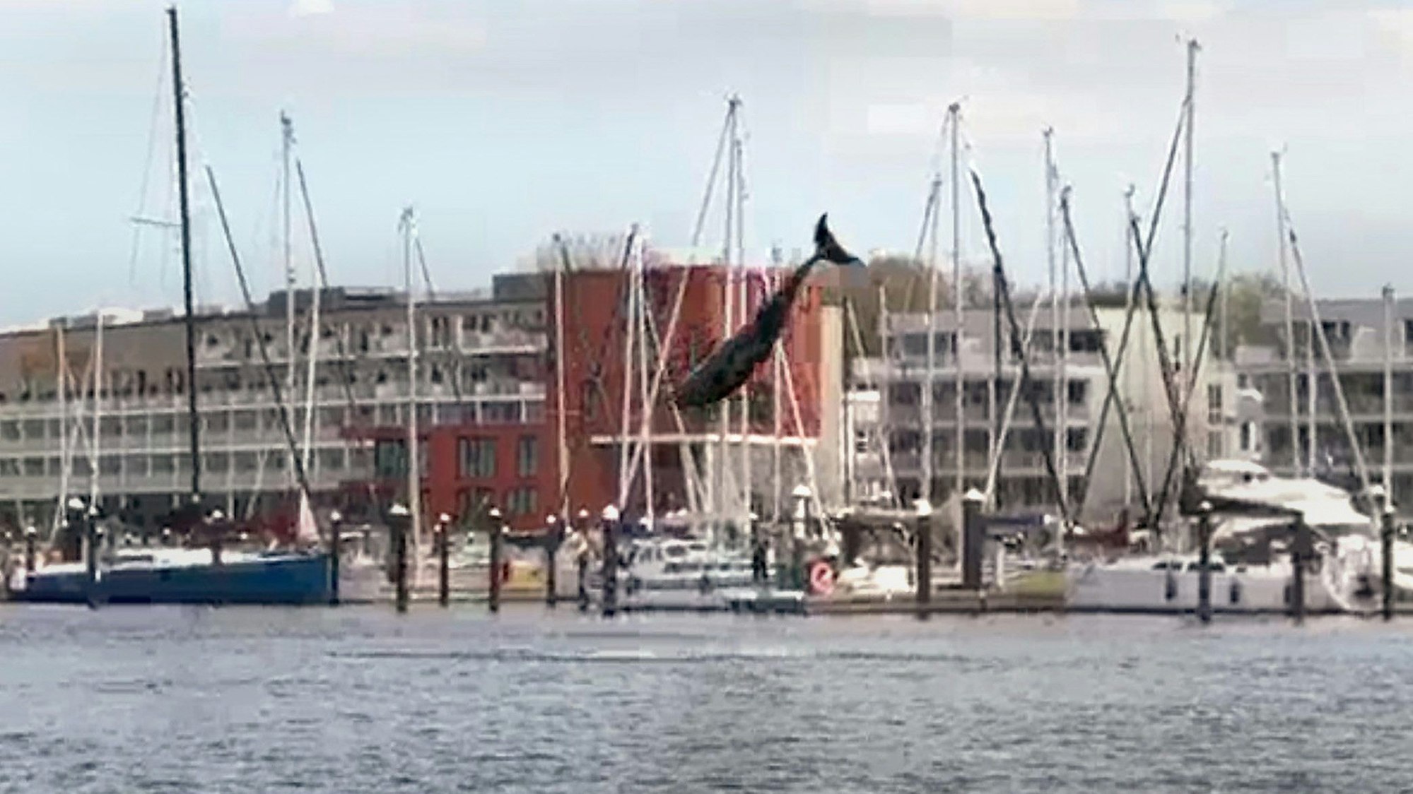 Ein mutmaßlicher Delfin springt in hohem Bogen in der Lübecker Bucht aus dem Wasser.