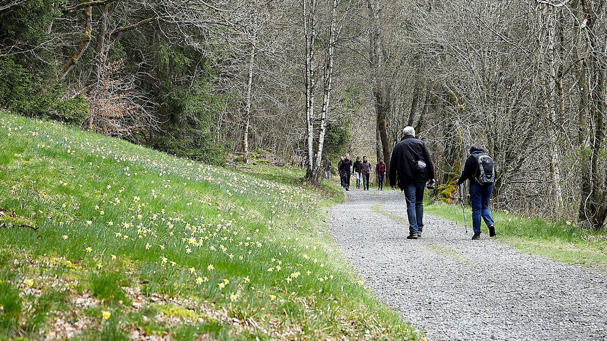Wanderer an den Narzissenwiesen.