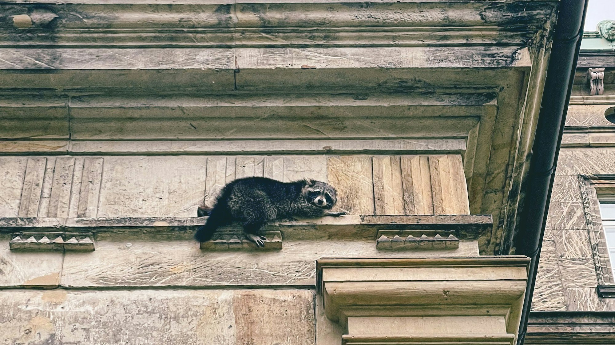 Ein Waschbär auf einem Fenstersims in Detmold