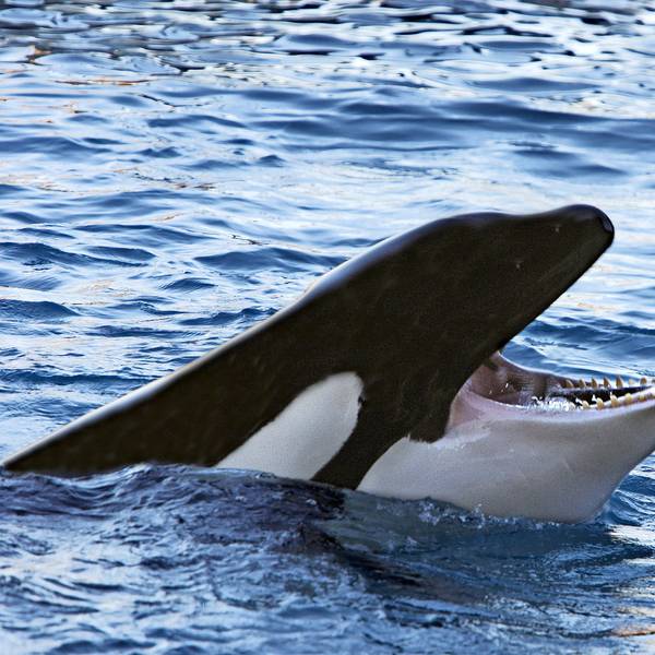 Ein Orca taucht mit offenem Maul aus dem Meer auf.