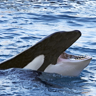 Ein Orca taucht mit offenem Maul aus dem Meer auf.