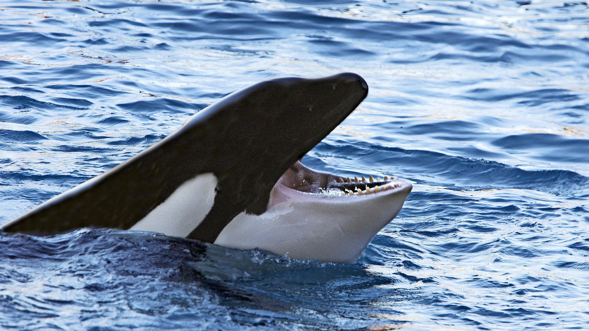 Ein Orca taucht mit offenem Maul aus dem Meer auf.