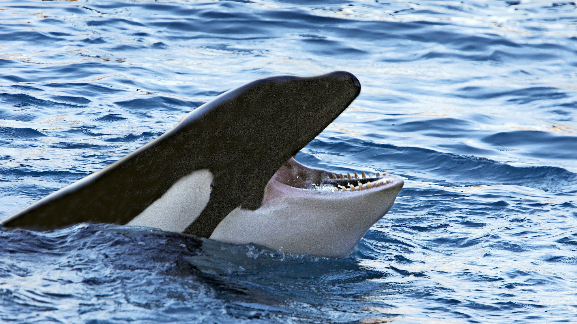 Ein Orca taucht mit offenem Maul aus dem Meer auf.