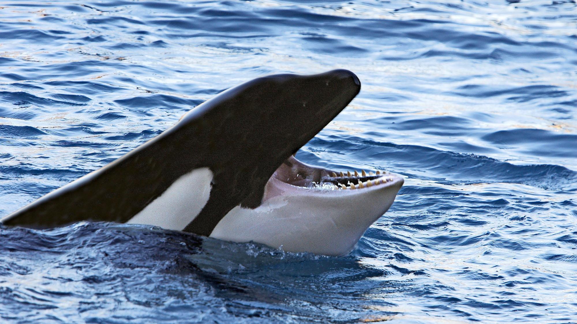 Killerwale (Orcas) stehen in der Nahrungskette im Meer ganz oben. (Symbolbild)