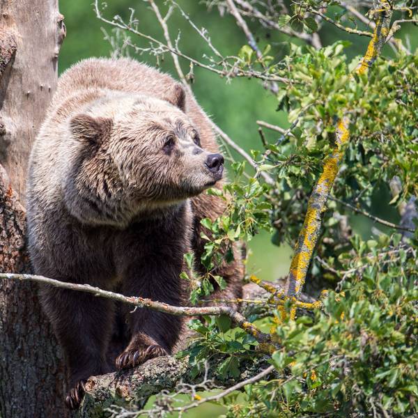 Ein Braunbär klettert im Gehege im Wildpark Poing auf einem Baum.