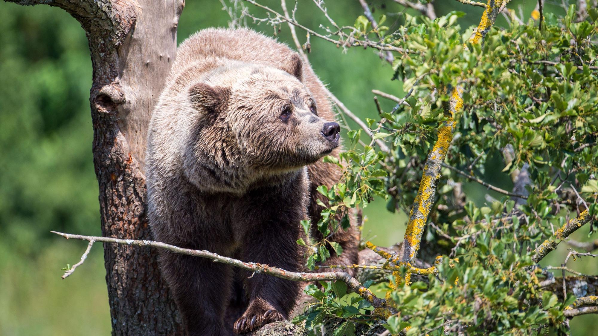 Ein Braunbär klettert im Gehege im Wildpark Poing auf einem Baum.