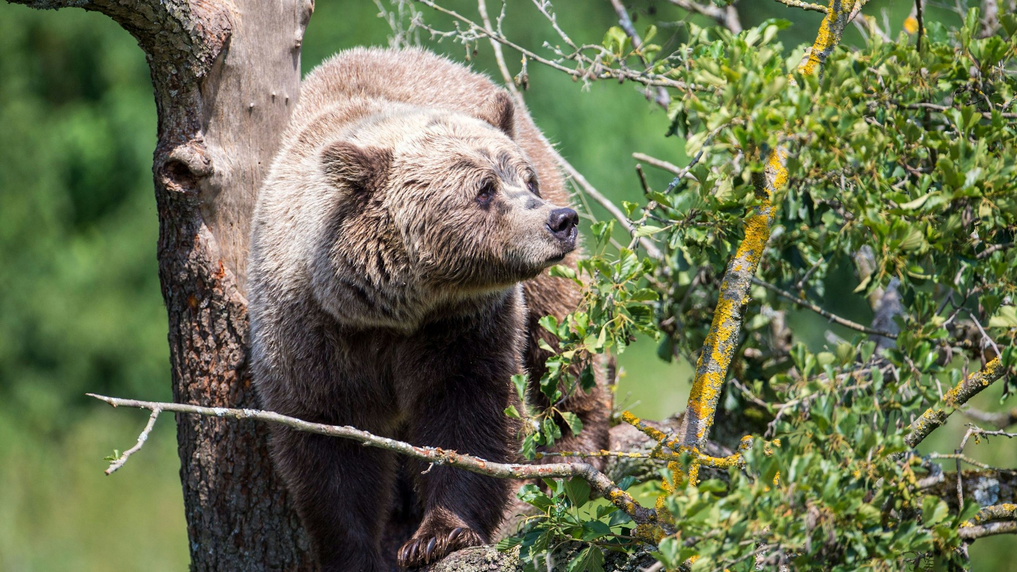 Ein Braunbär klettert im Gehege im Wildpark Poing auf einem Baum.