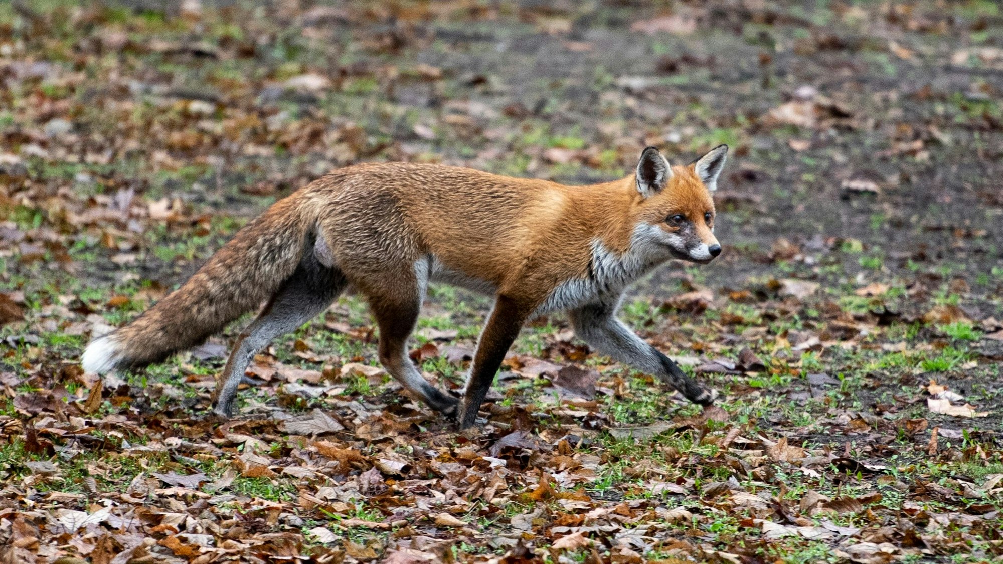 Die Jäger des Hegerings Wahlscheid-Lohmar-Neunkirchen-Seelscheid veranstalten von Samstag an eine „Fuchswoche“.