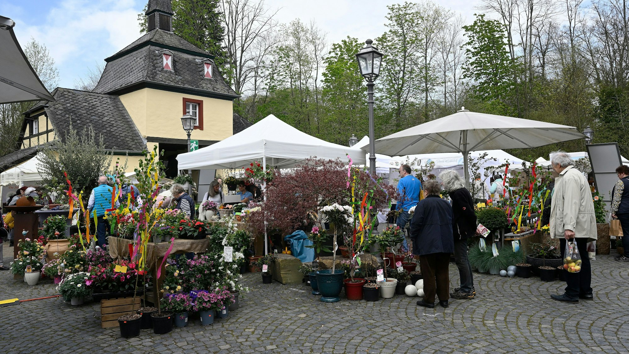 Ein Blumenmeer aus Margeriten, Tulpen und Narzissen zieht im Hof von Schloss Eulenbroich die Blicke auf sich.