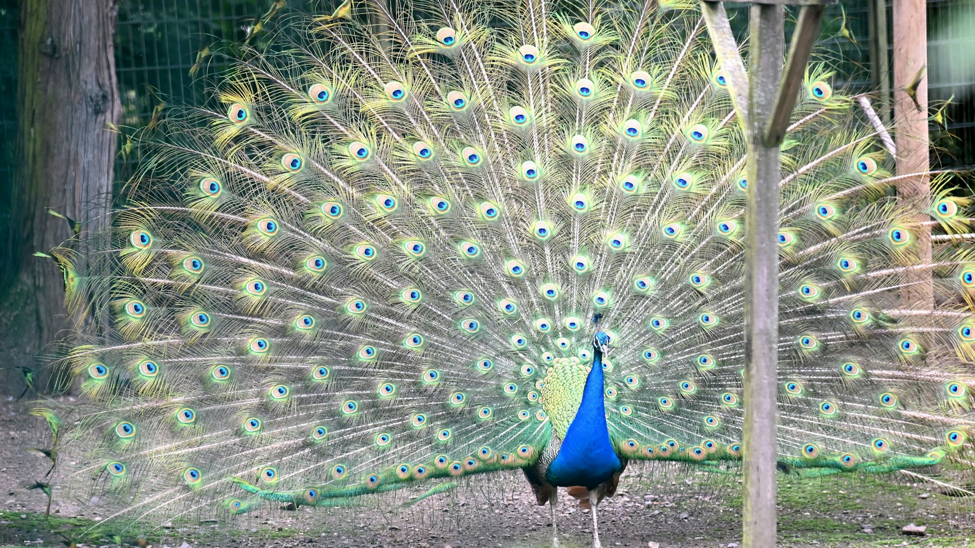 Ein Pfau mit riesigen wunderschönen Federn