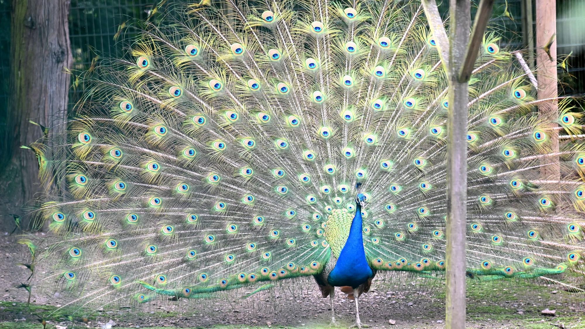Wer hat den buntesten Schmuck? Ein Pfau im Tierpark in Lindenthal. (Archivbild)