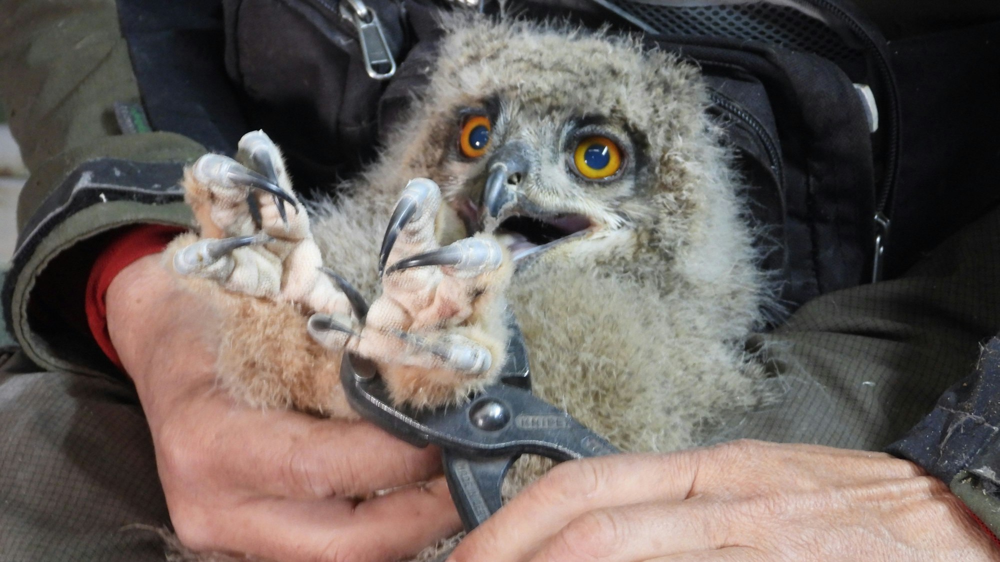 Eines der vier Wochen alten Uhuküken erhält einen Ring um die Kralle.