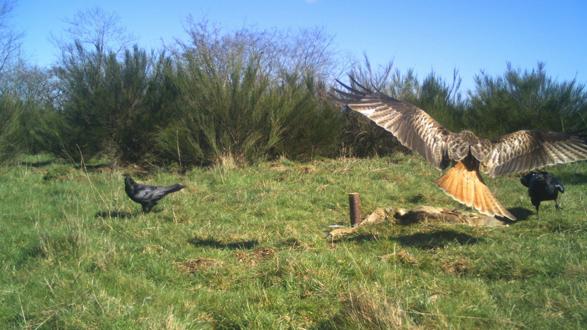 Kolkraben und ein Rotmilan beim Fressen am ausgelegten Kadaver im Nationalpark Eifel.