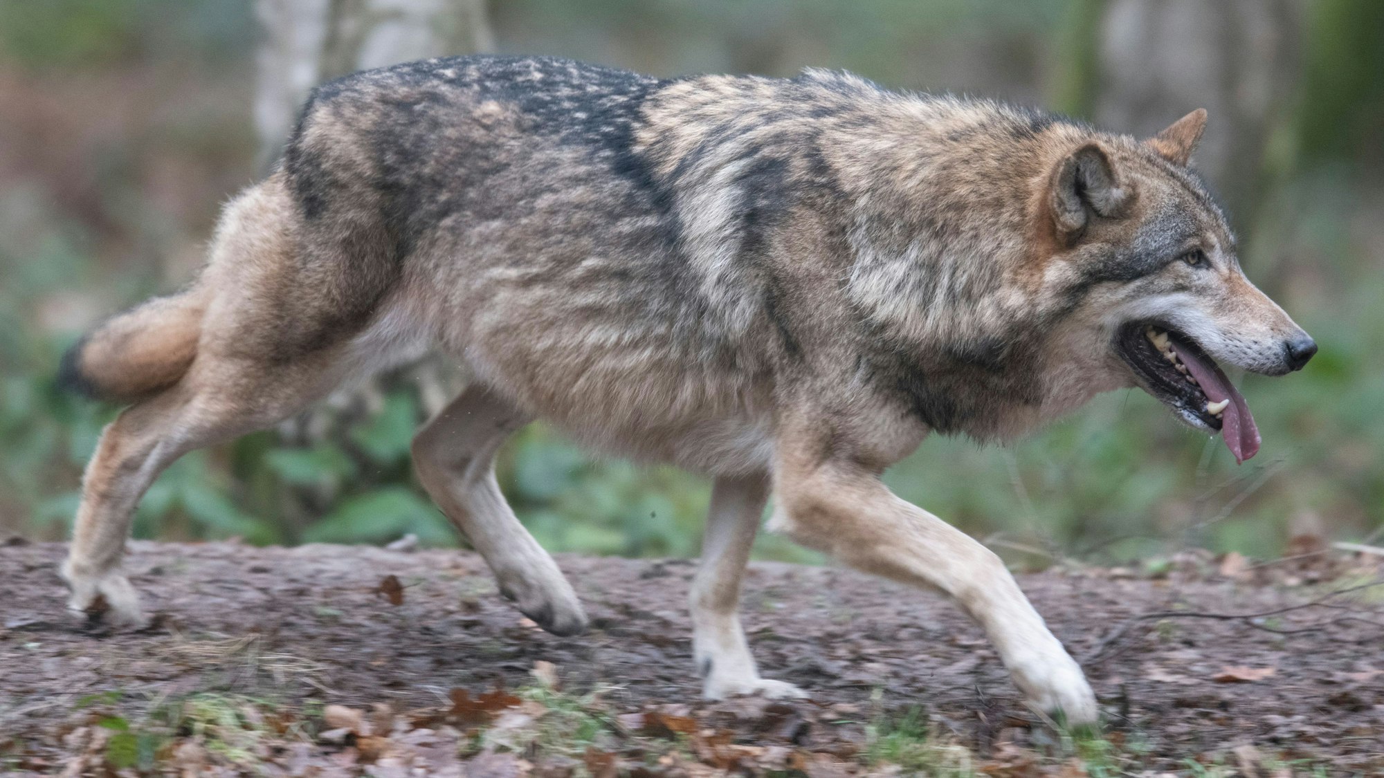 Ein Wolf läuft durch ein Freigehege in einem Wildpark.