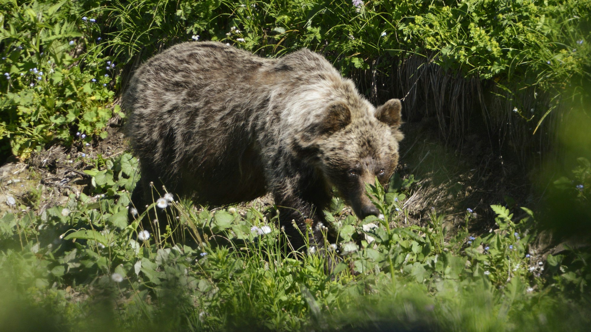 Ein Braunbär ist im Tal Zadné Me·odoly in Tatranská Javorina in der Slowakei unterwegs.